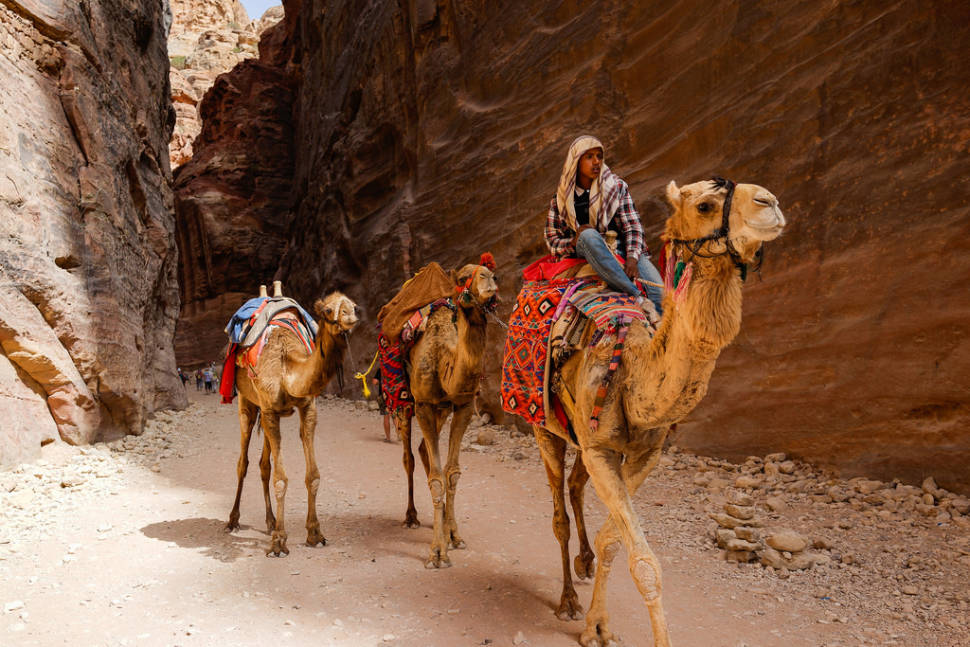 Camel Safari in Jordan - Best Time