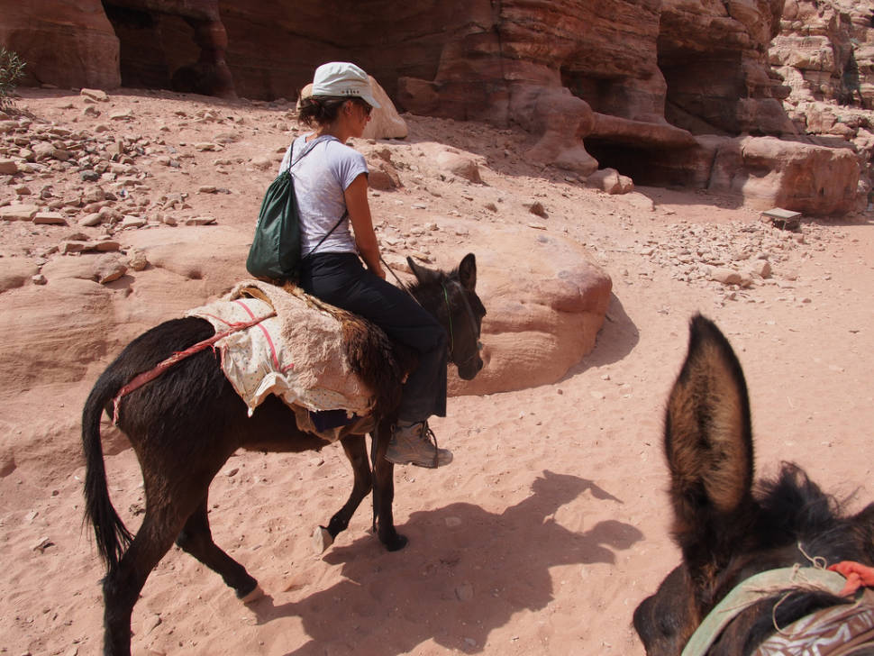 Donkey Ride in Jordan - Best Season
