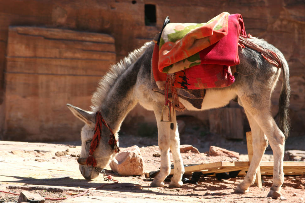 Donkey Ride in Jordan - Best Time