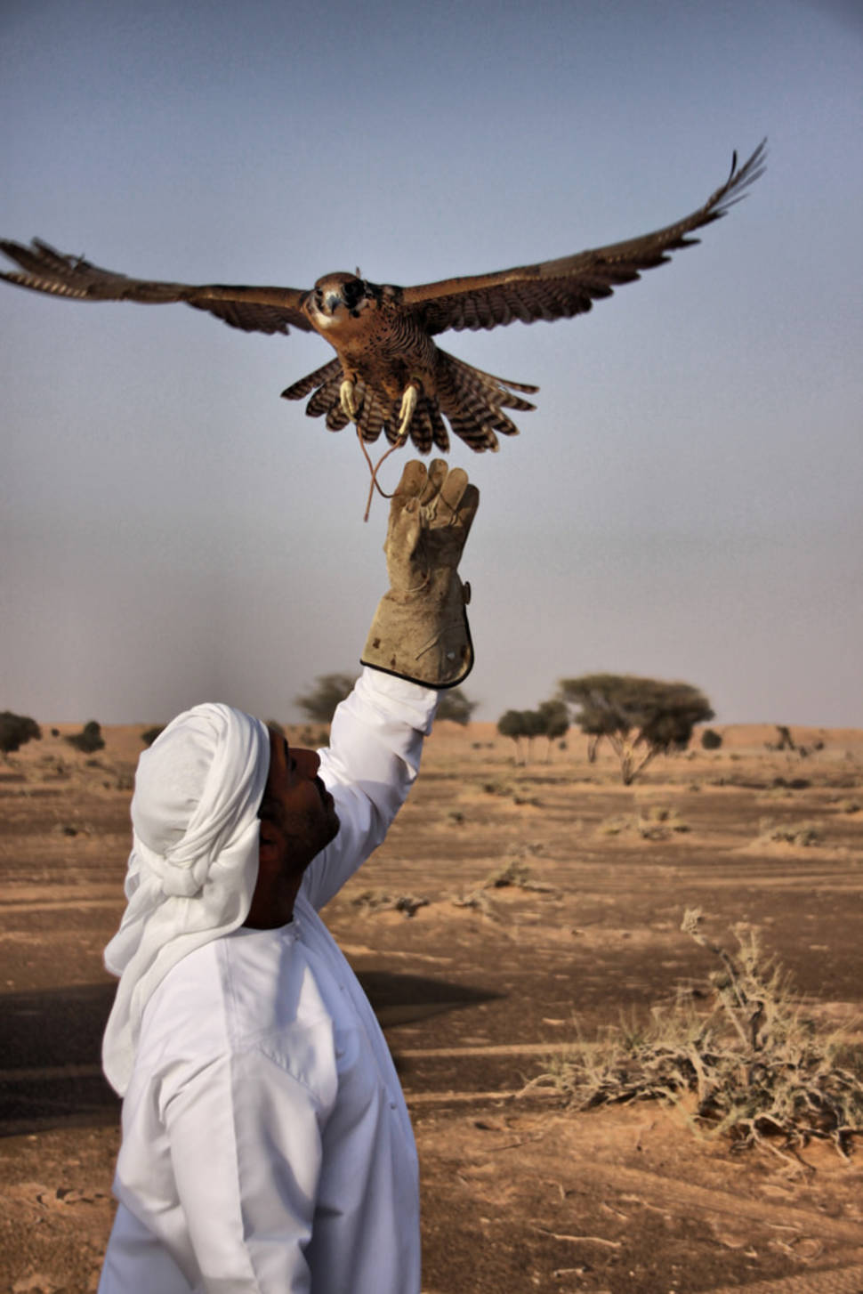 Falconry Experience in Jordan - Best Season