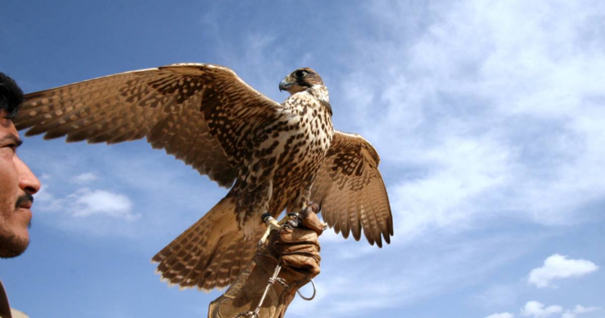 Falconry Experience in Jordan - Best Time