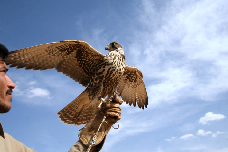 Falconry Experience in Jordan - Best Time