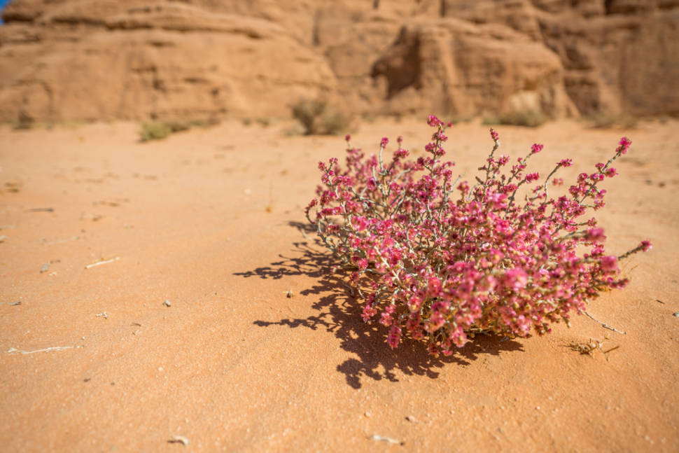Best time to see Wadi Rum Desert in Bloom in Jordan