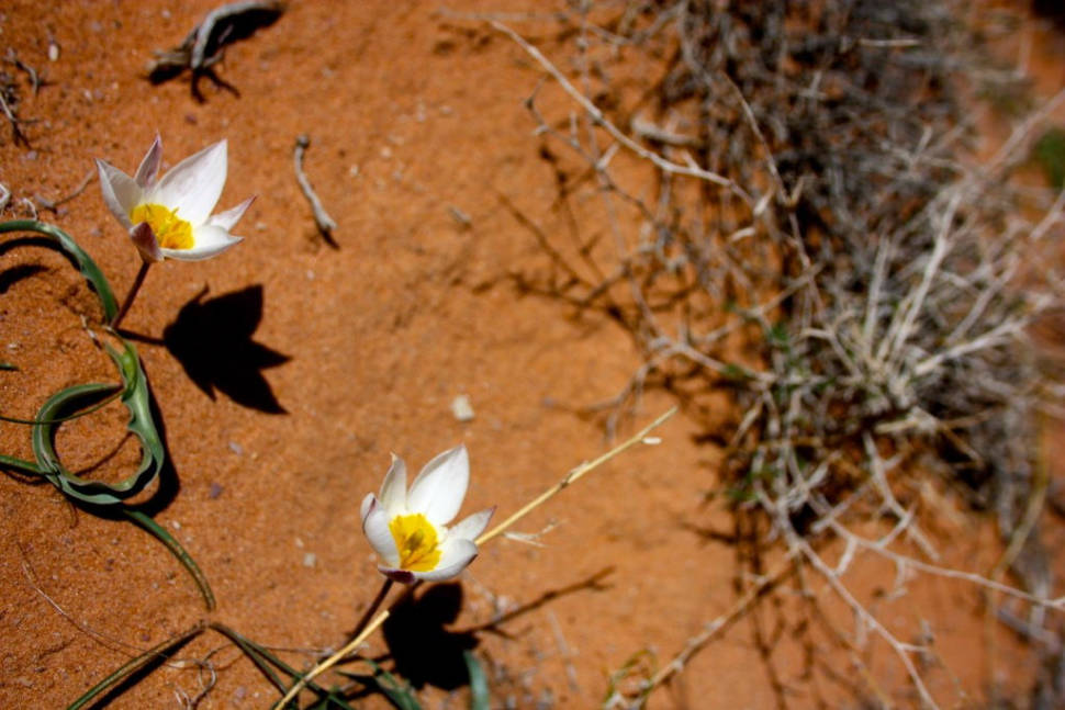 Wadi Rum Desert in Bloom in Jordan - Best Season