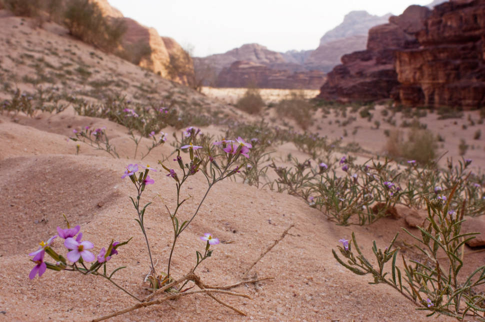 Best time for Wadi Rum Desert in Bloom in Jordan
