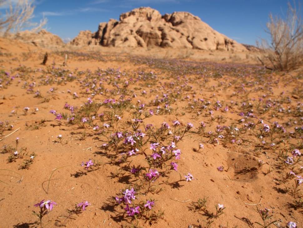Wadi Rum Desert in Bloom in Jordan - Best Time