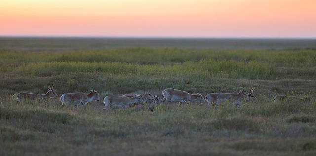 Saiga Antelopes in Kazakhstan - Best Season