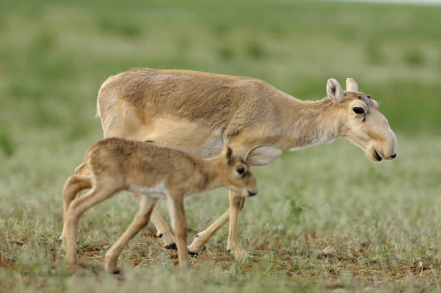 Saiga Antelopes in Kazakhstan - Best Time
