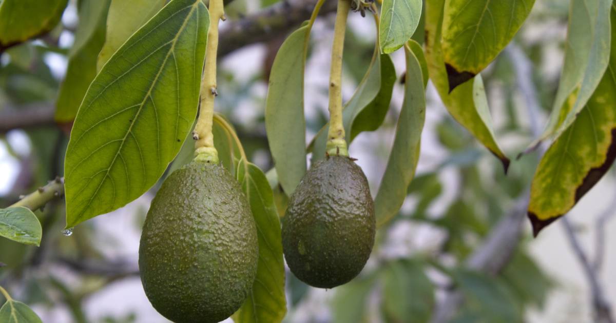 Avocado Season in Kenya - Best Time