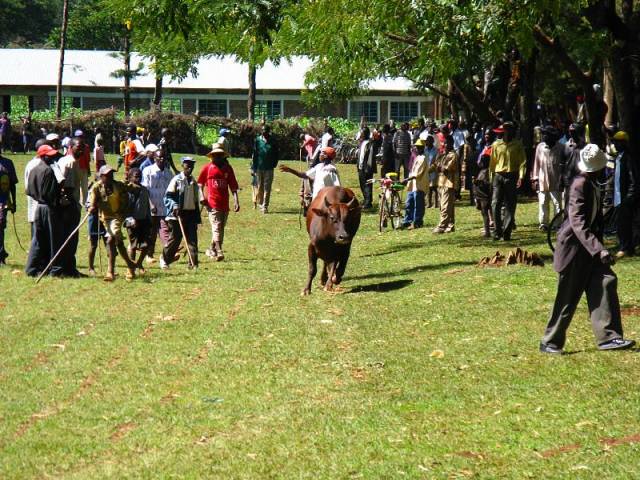 Bull Fighting Events in Kenya - Best Season