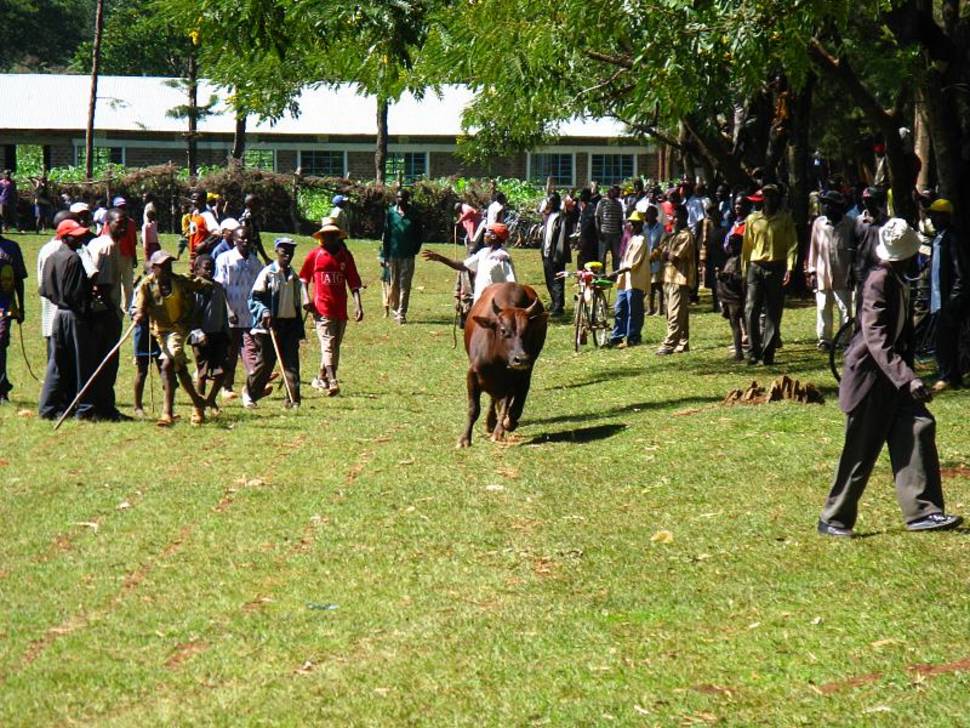 Bull Fighting Events in Kenya - Best Season