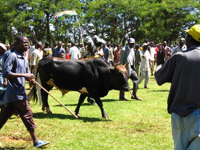 Bull Fighting Events in Kenya - Best Time