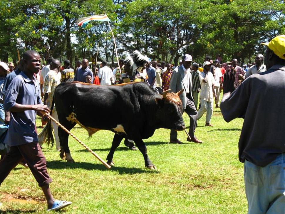 Bull Fighting Events in Kenya - Best Time