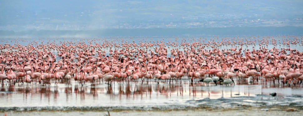 Over 1 million flamingoes in the park literally turn the shores of Lake Nakuru