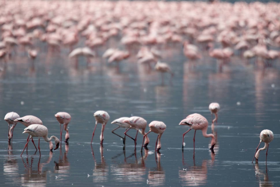 Flamingos on the Rift Valley Lakes in Kenya - Best Season