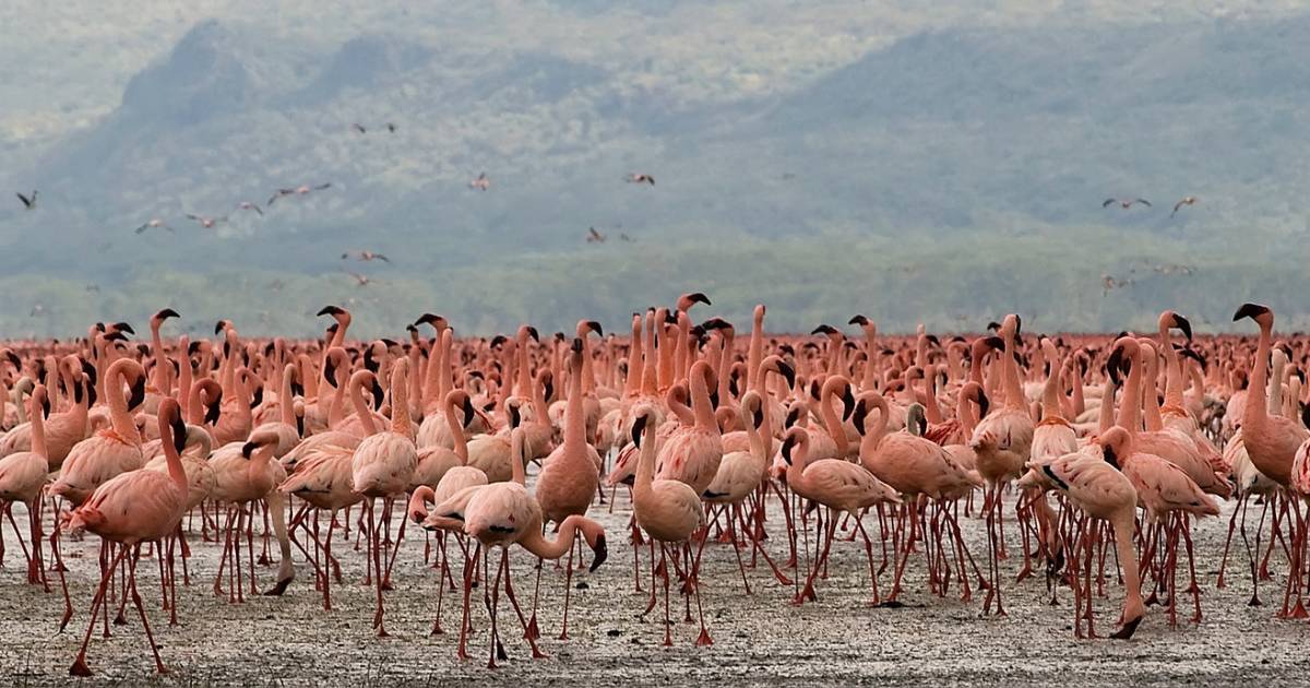 Flamingos on the Rift Valley Lakes in Kenya - Best Time