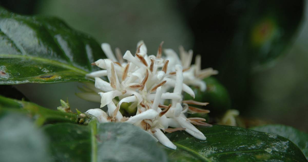 Flowering of Kenya Coffee Plants in Kenya - Best Time