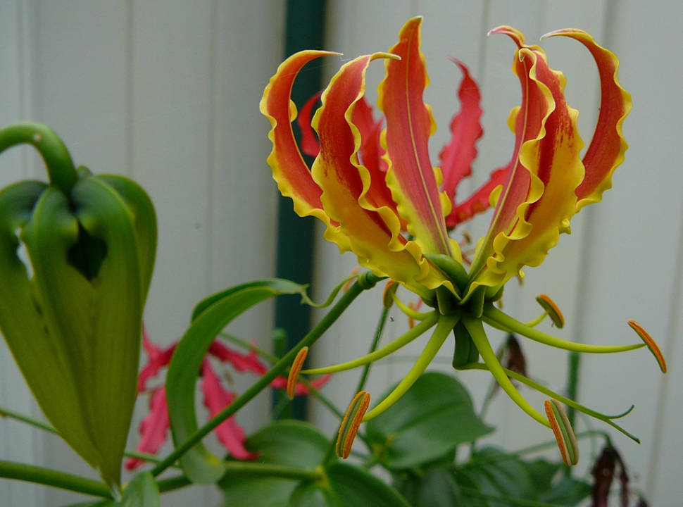 Gloriosa Lily in Kenya - Best Time