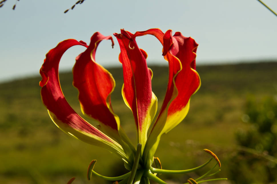 Gloriosa Lily in Kenya - Best Season