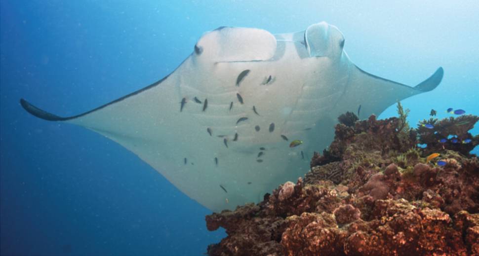 Manta Ray in Kenya - Best Season