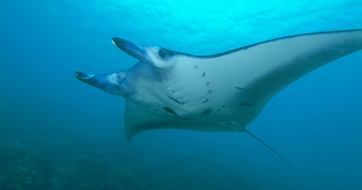 Manta Ray in Kenya - Best Time