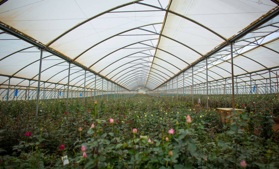 Naivasha Flower Farm in Kenya - Best Season