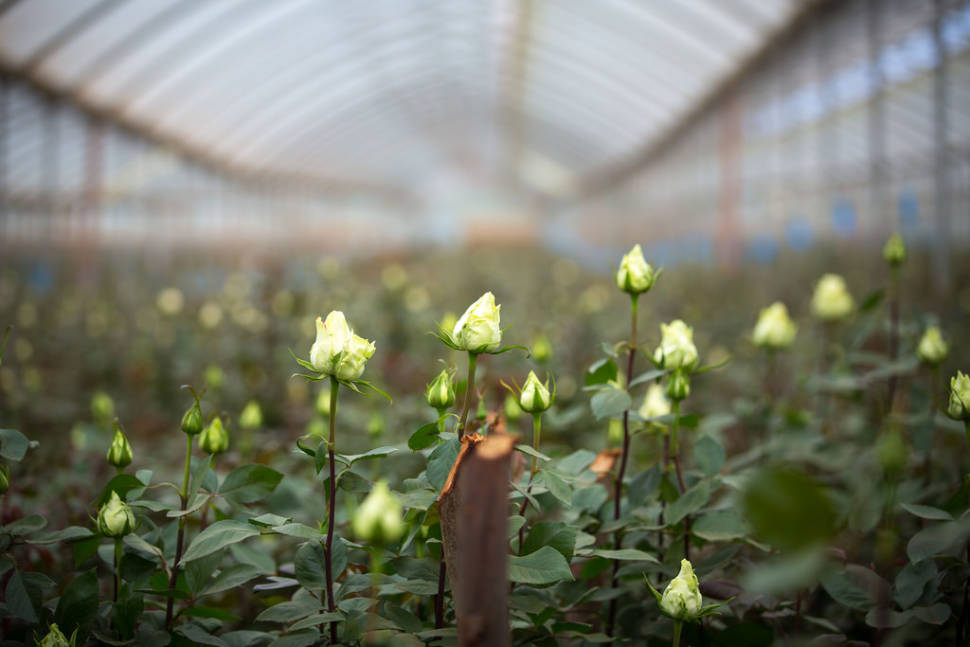 Naivasha Flower Farm in Kenya - Best Time