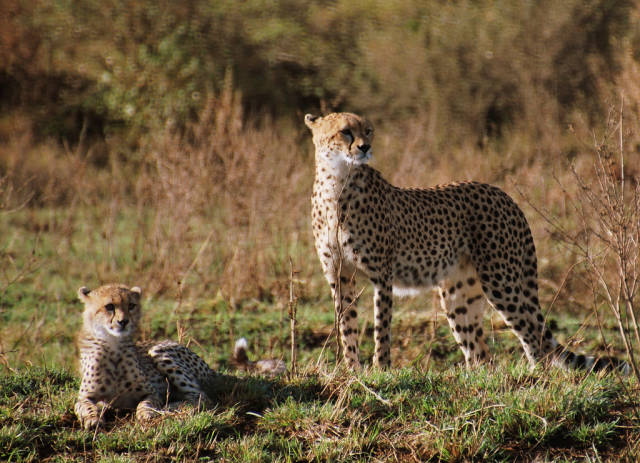 Cheetah mom and a cub