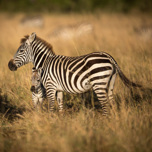 Newborn Animals in Kenya - Best Time