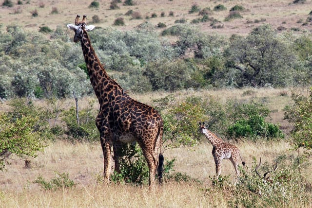 Best time for Newborn Animals in Kenya