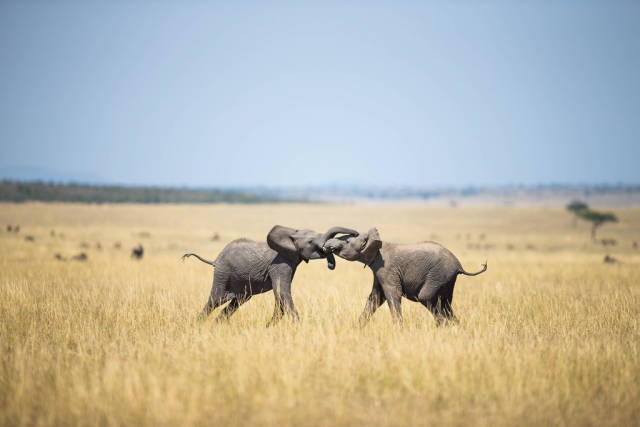 Newborn Animals in Kenya - Best Season