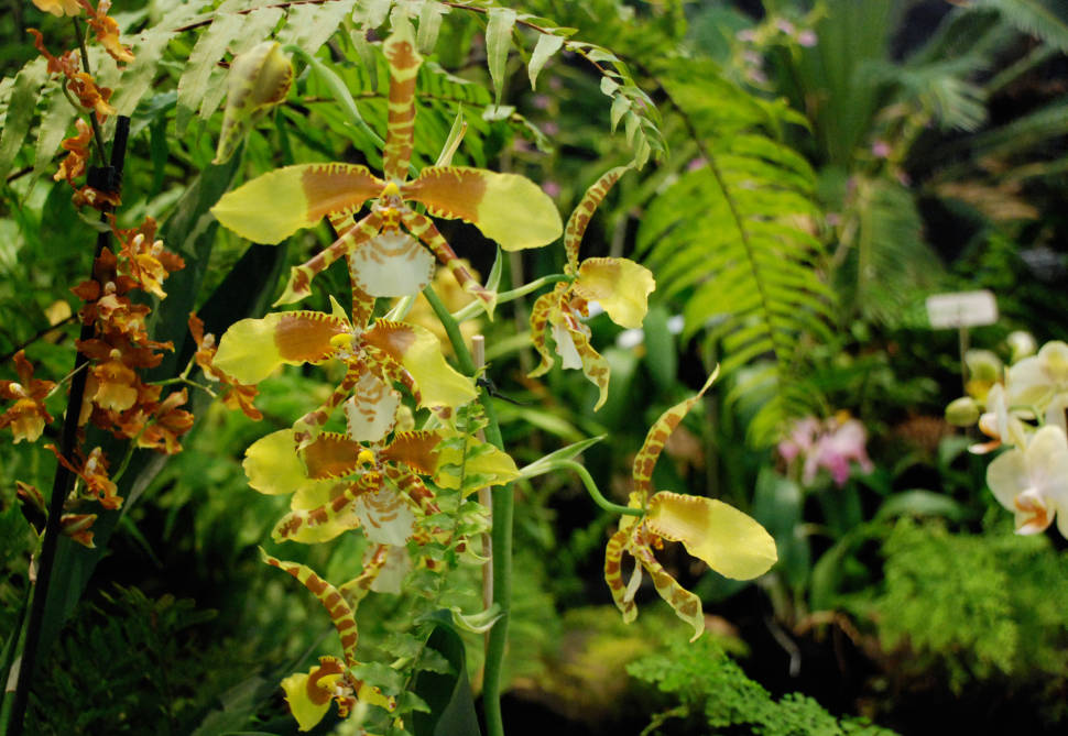 Orchid Bloom in Kenya - Best Season