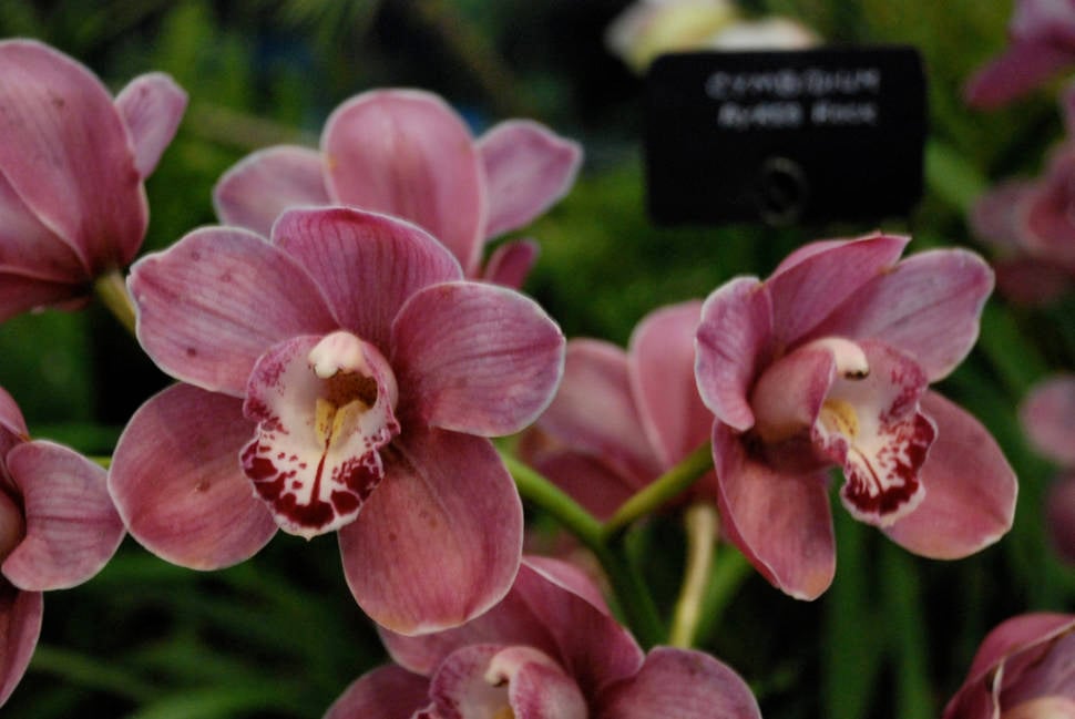 Orchid Show - Nairobi, Kenya