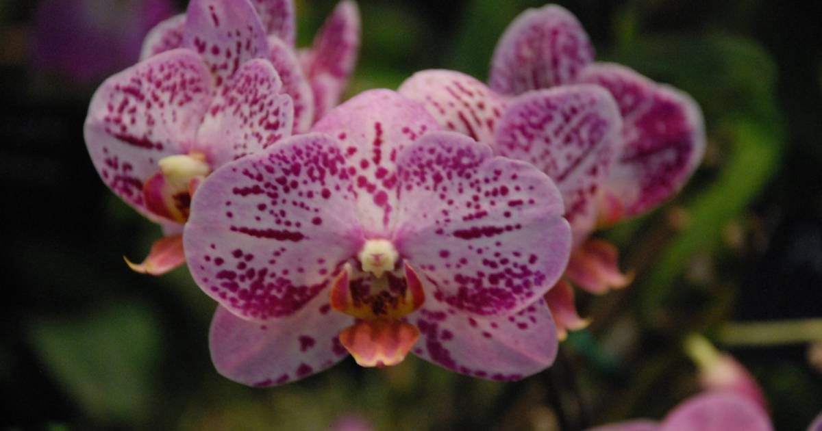 Orchid Bloom in Kenya - Best Time