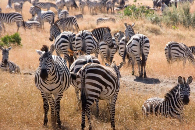 Safari Adventure in Kenya - Best Season