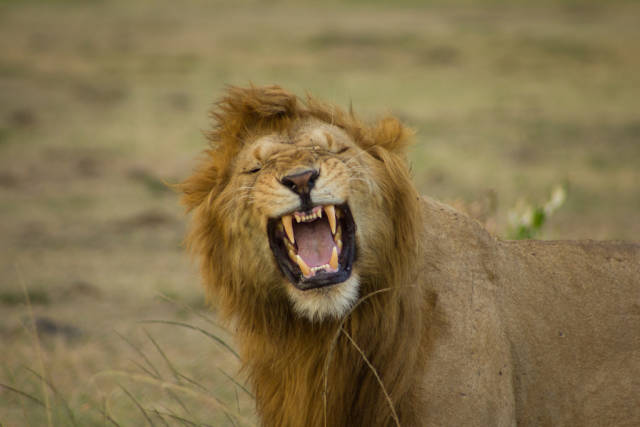 Best time to see Safari Adventure in Kenya