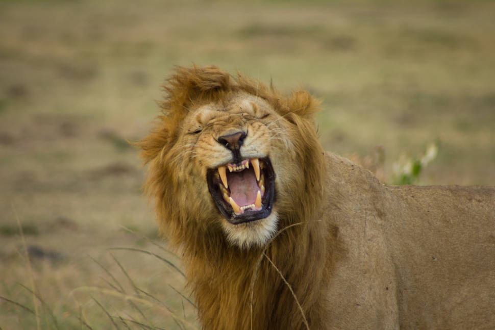 Best time to see Safari Adventure in Kenya
