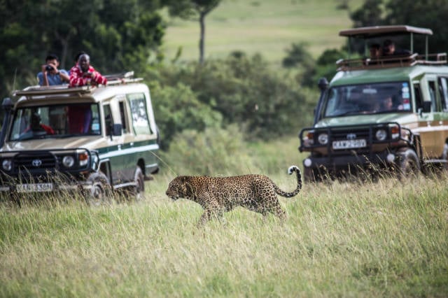 Safari Adventure in Kenya - Best Time