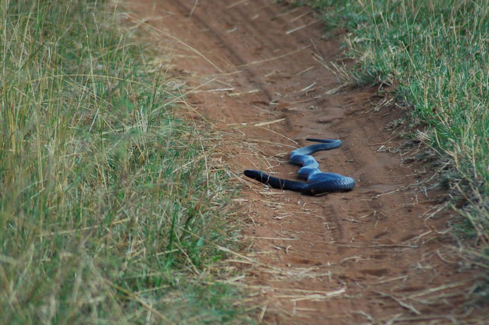 Snake Safari in Kenya - Best Season