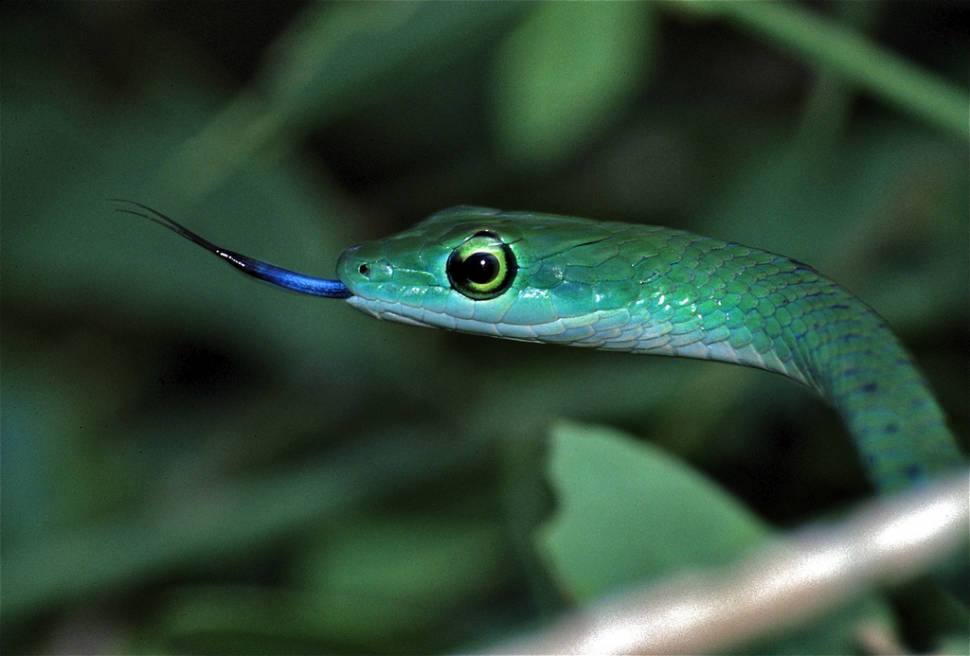 Snake Safari in Kenya - Best Time