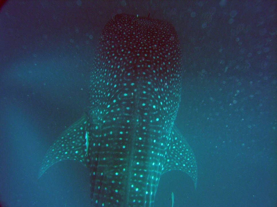 Whale Shark Watching in Kenya - Best Time