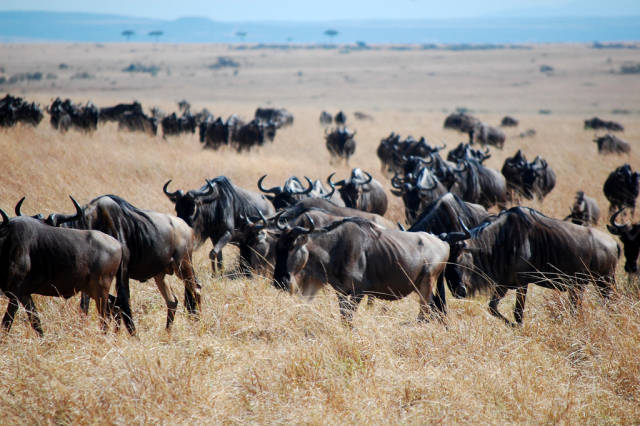 Wildebeest Migration in Kenya - Best Season