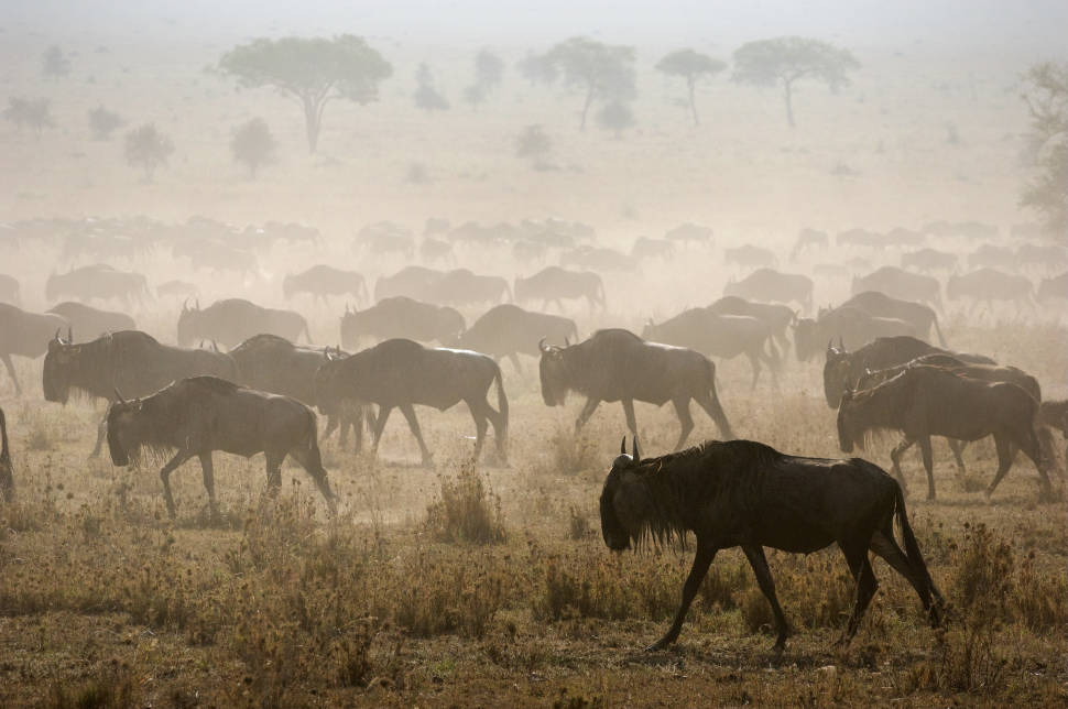 Wildebeest Migration in Kenya - Best Time
