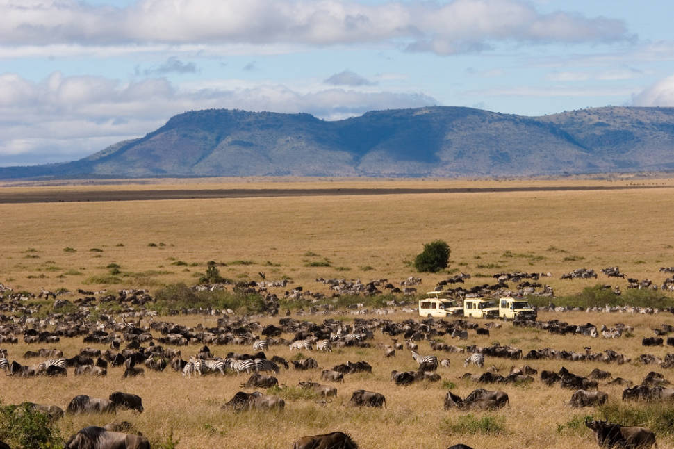 Wildebeest Migration at Mara Game Reserve, Kenya