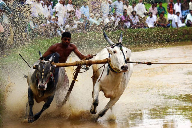 Bull Surfing in Kerala - Best Season