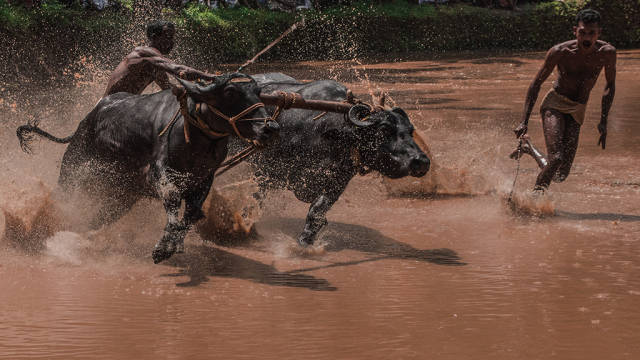 Bull Surfing in Kerala - Best Time
