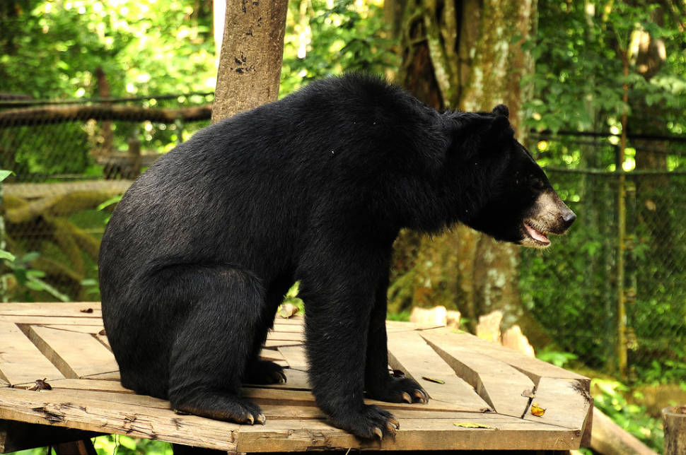 Asian Black Bear in Laos - Best Season