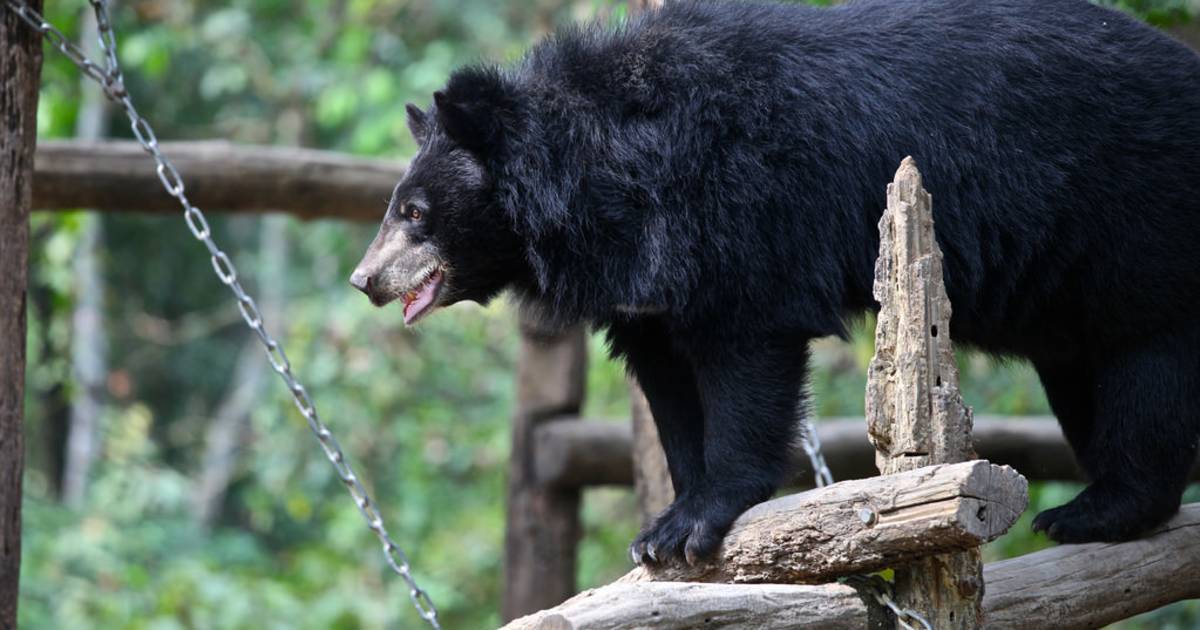 Asian Black Bear in Laos - Best Time