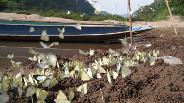 Butterflies in Nong Khiaw village, Luang Prabang province