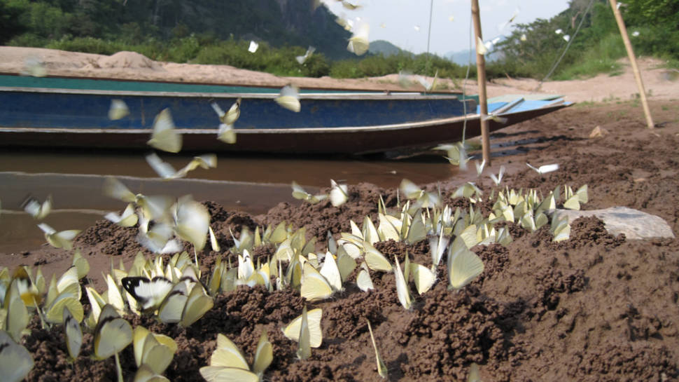 Butterflies in Nong Khiaw village, Luang Prabang province